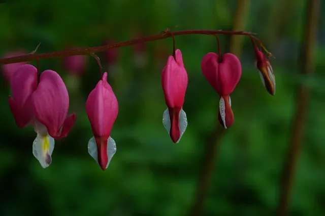 Petit coeur - Boucles...