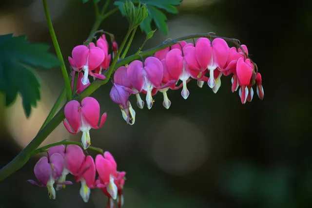 Petit coeur - Collier en...